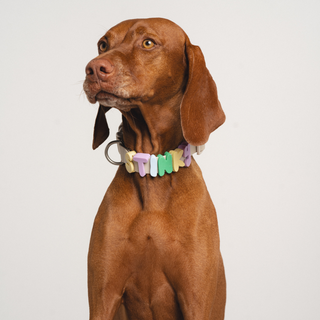 Personalised Waterproof Dog Collar with Charms