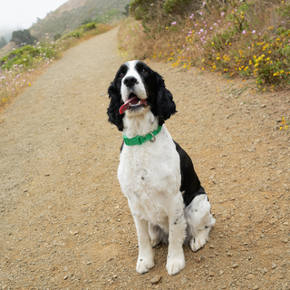 Waterproof Dog Leash + Collar Set