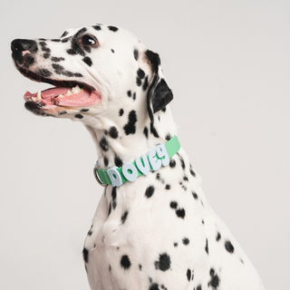 Hands-Free Dog Walking Bag + Collar Set