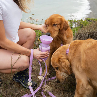 The Complete Dog Walking Set