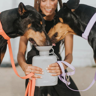 Growler Dog Travel Bottle