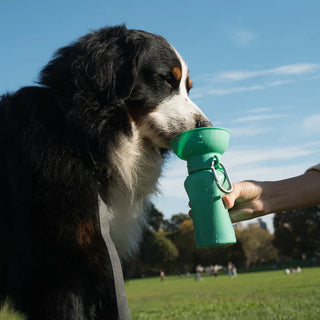 Dog Walking Essentials Set
