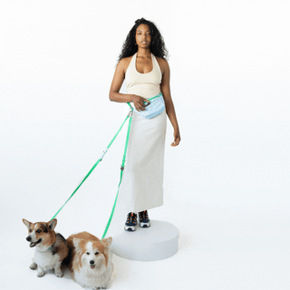 Woman wearing Springland fanny pack and green leash walking two corgis on a white backdrop