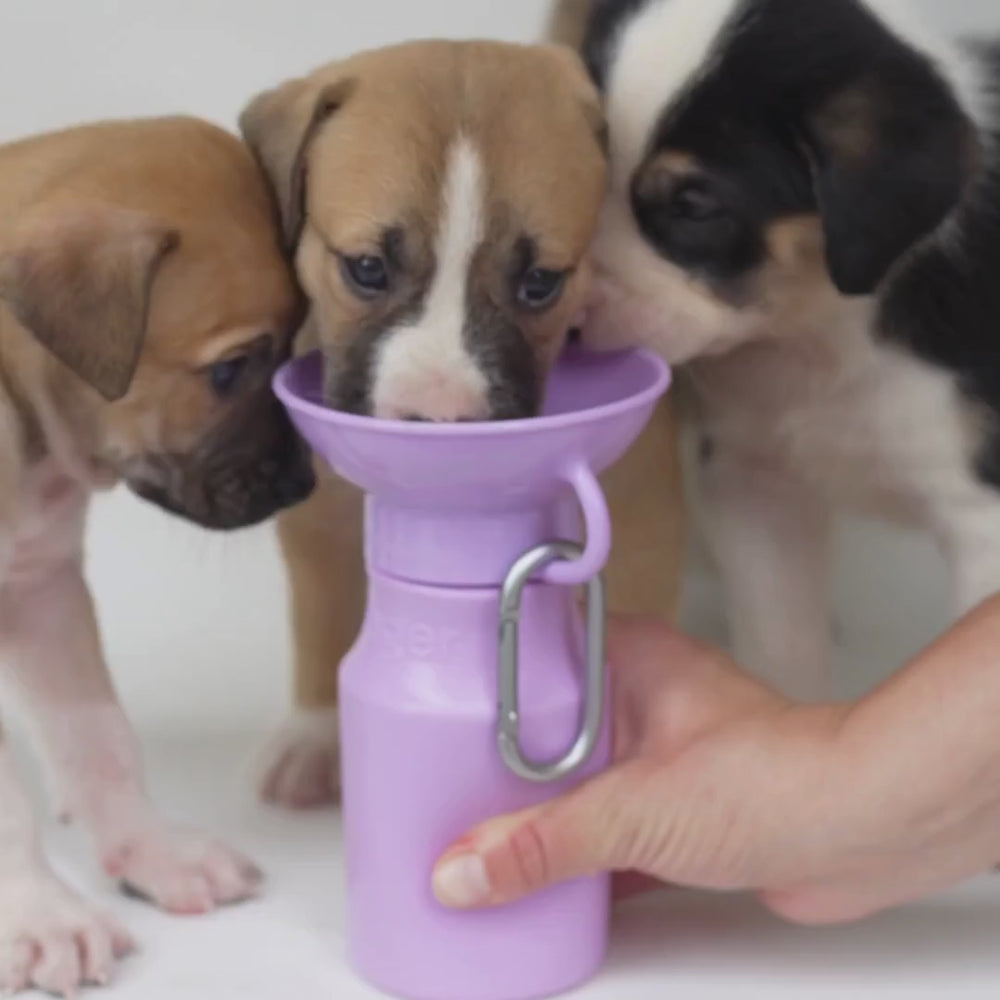 Shop All - Springland Pets AU